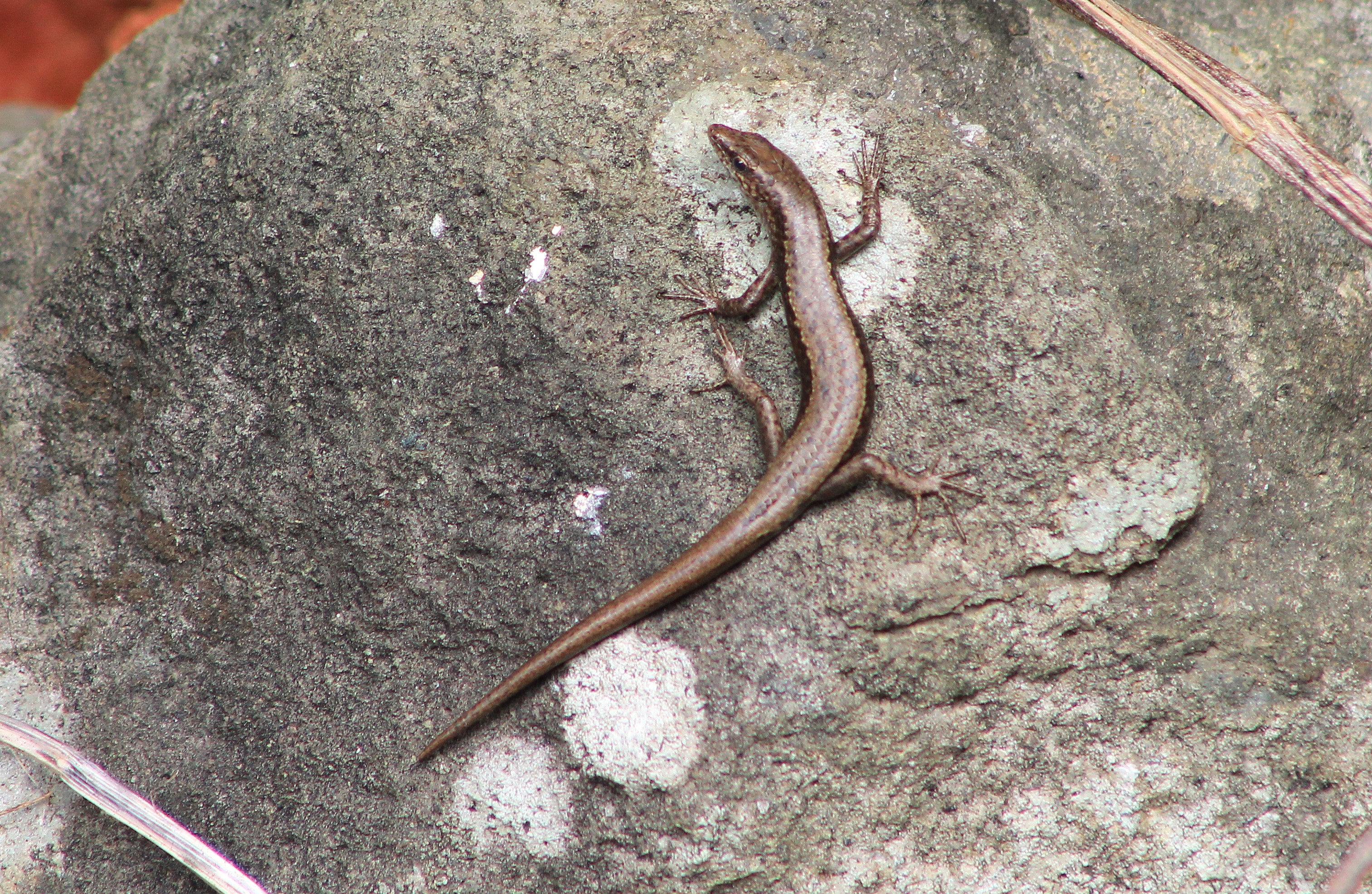 Bonin Snake-eyed Skink (Cryptoblepharus nigropunctatus)