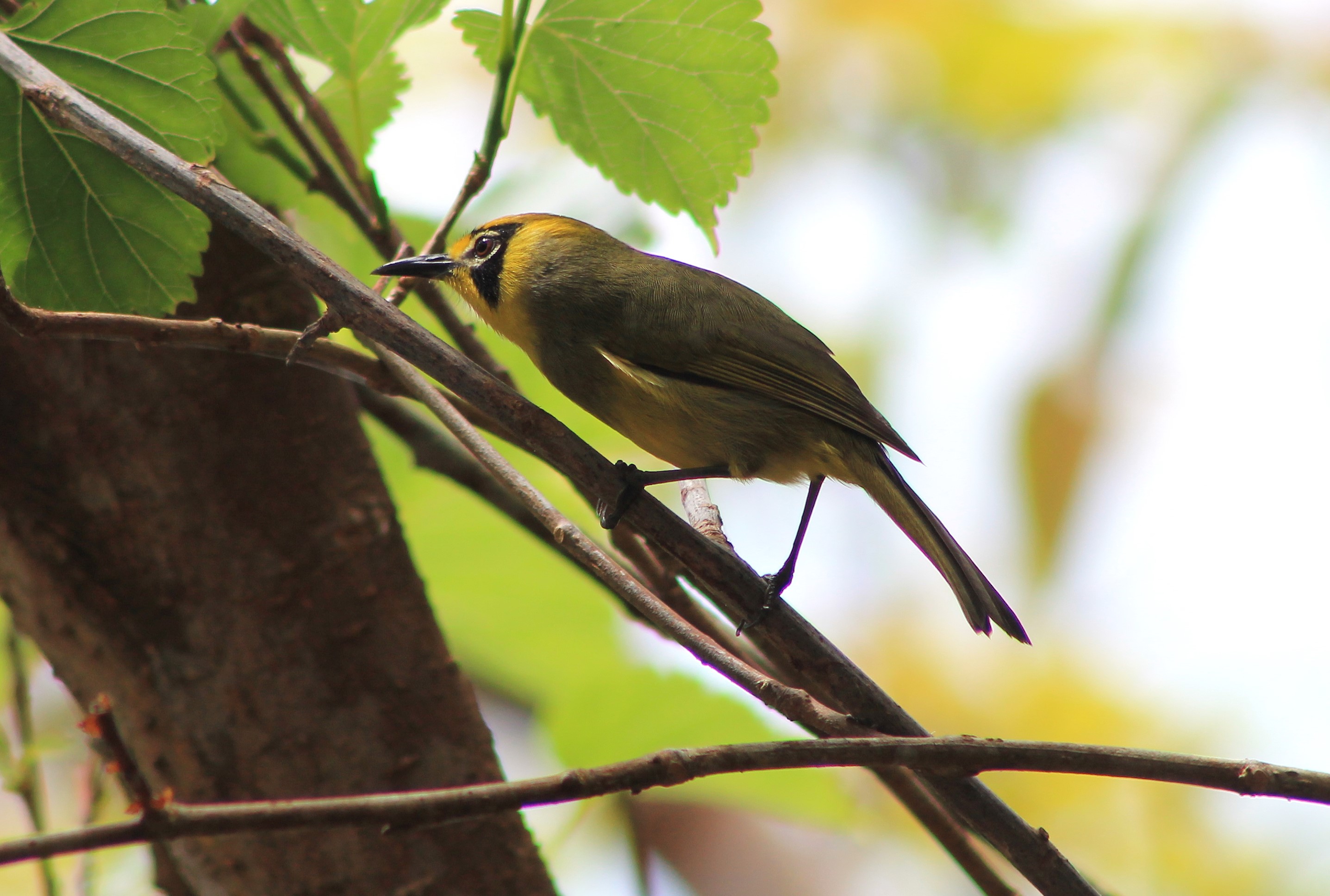 Bonin White-eye (Apalopteron familiare)