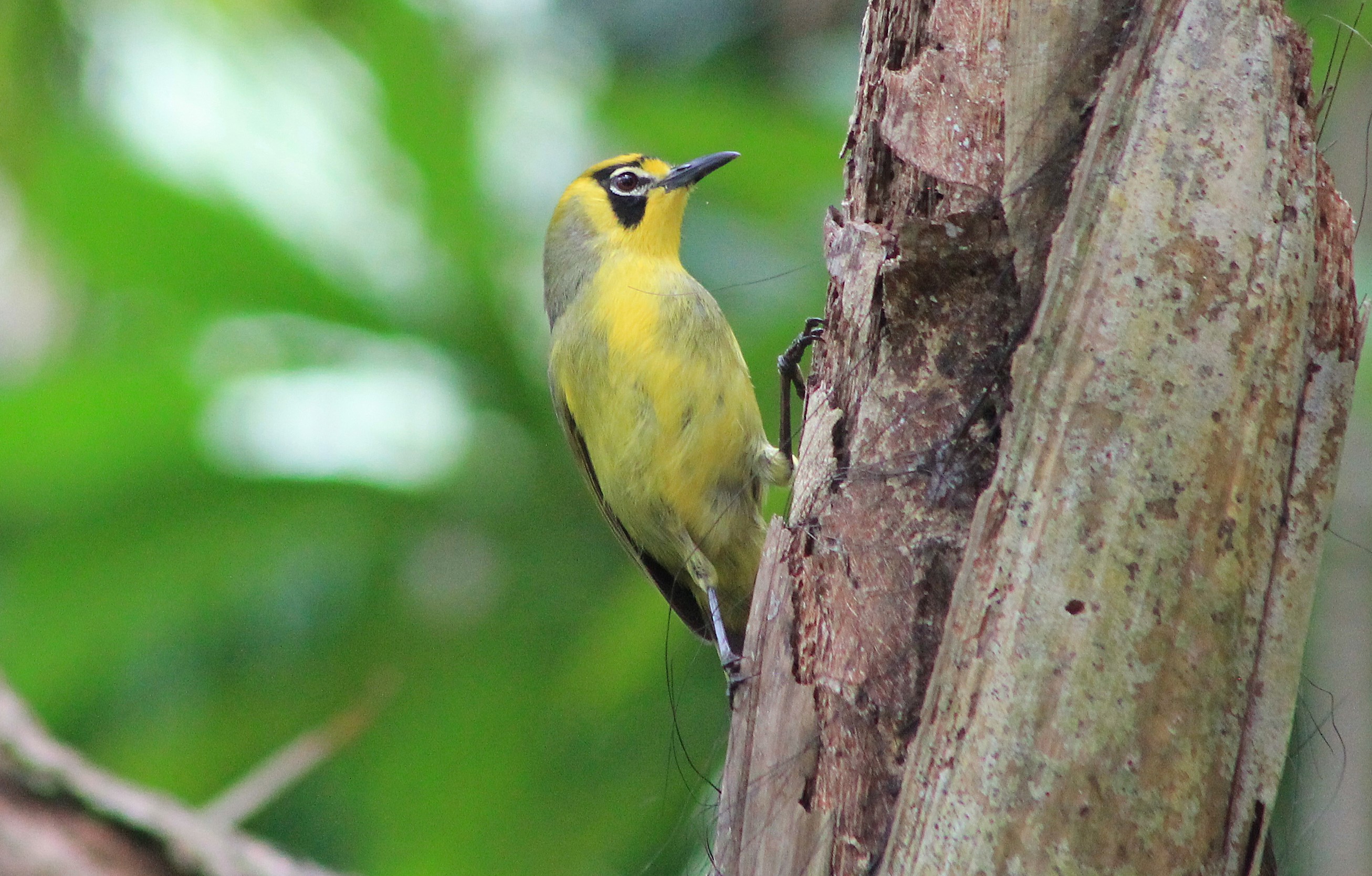 Bonin White-eye (Apalopteron familiare)