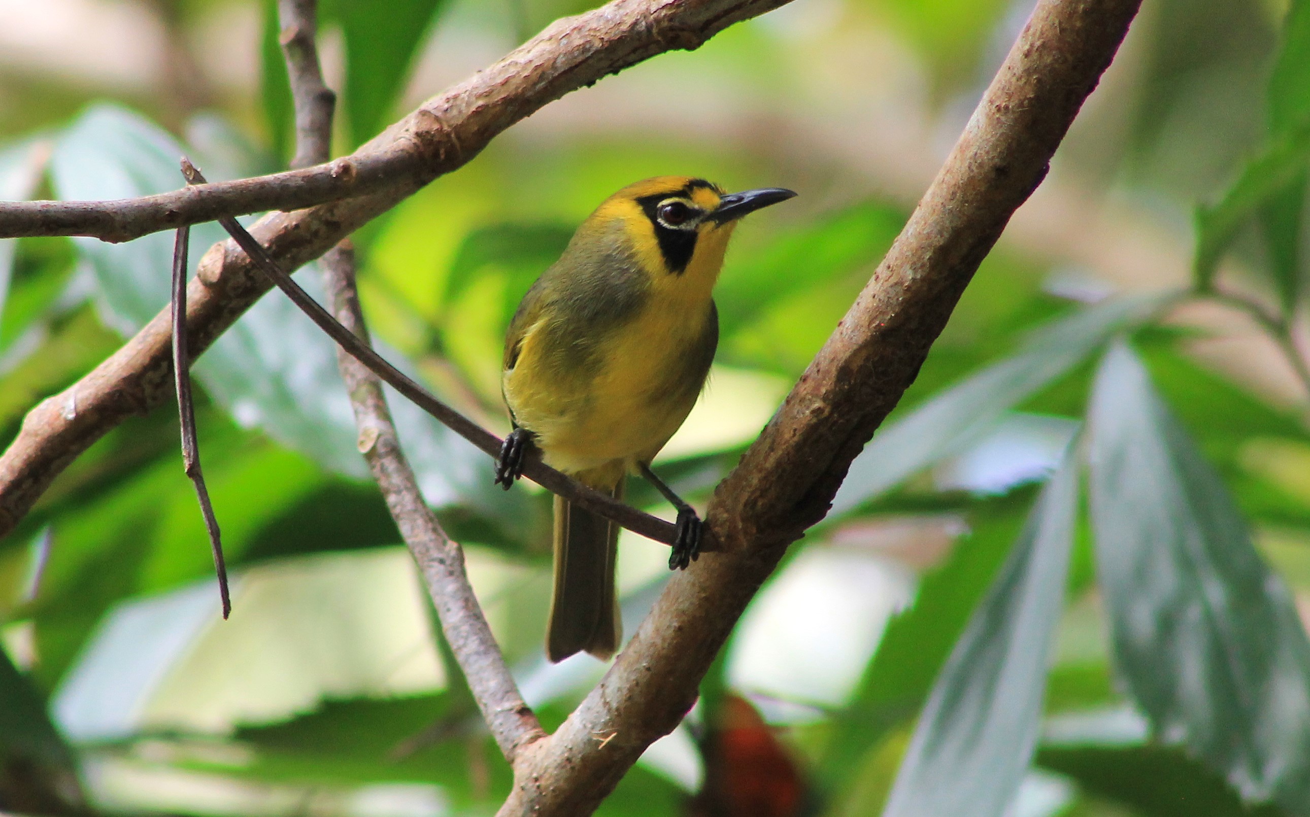 Bonin White-eye (Apalopteron familiare)