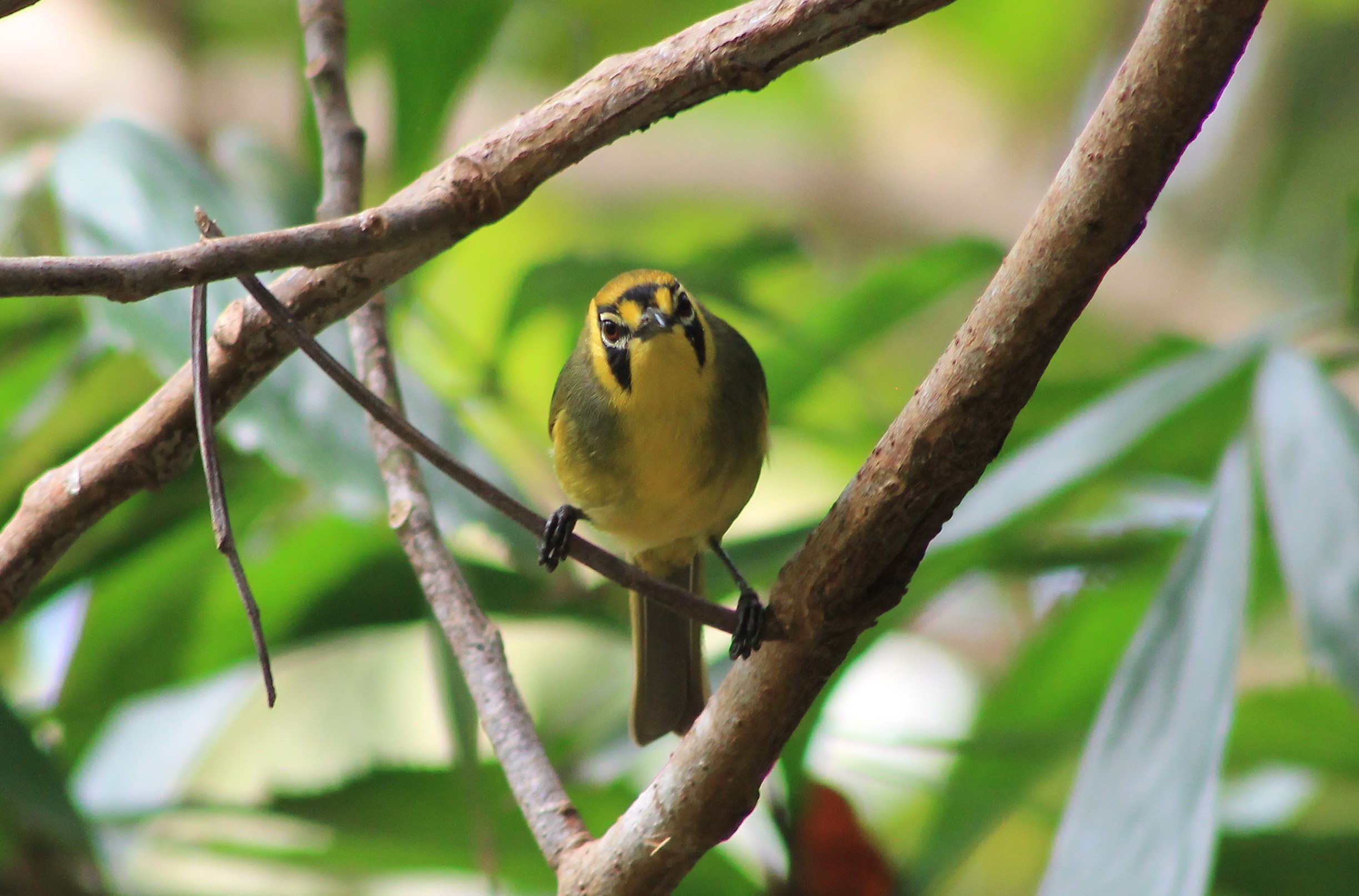 Bonin White-eye (Apalopteron familiare)