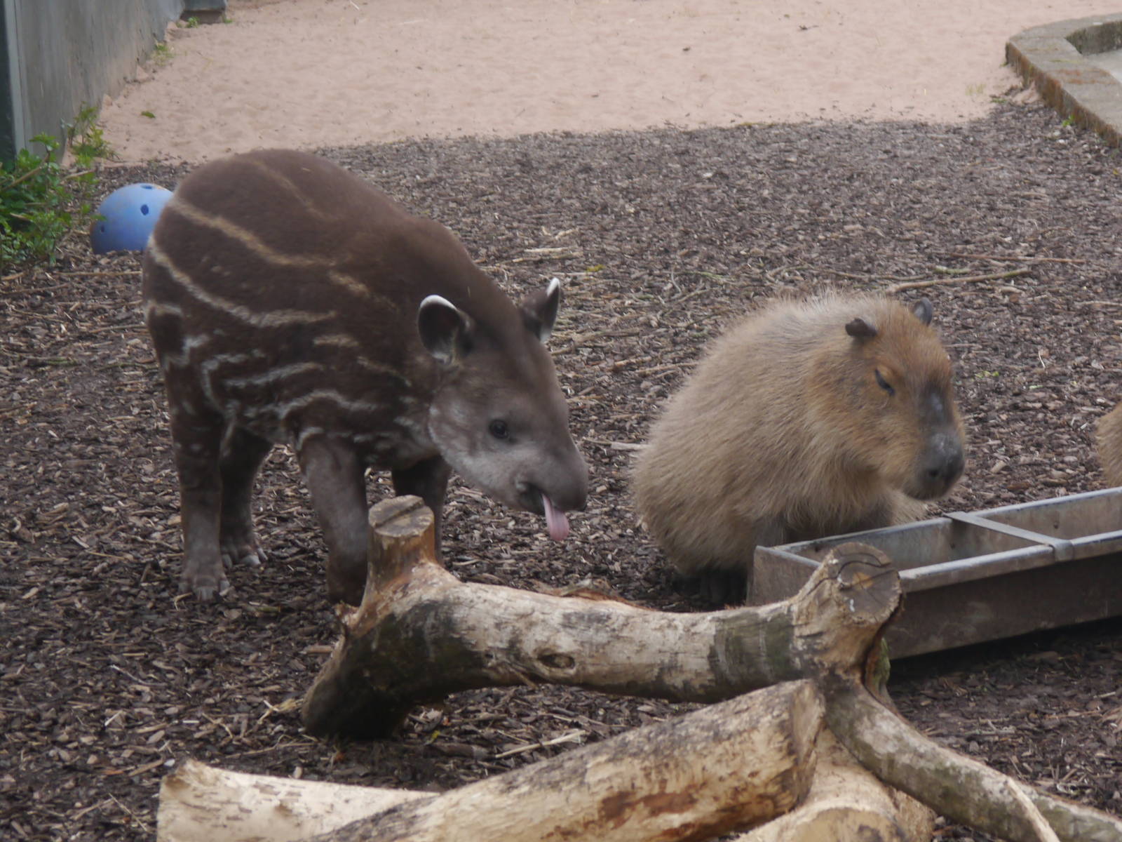 Bonita the Brazilian Tapir - 28/4/2013