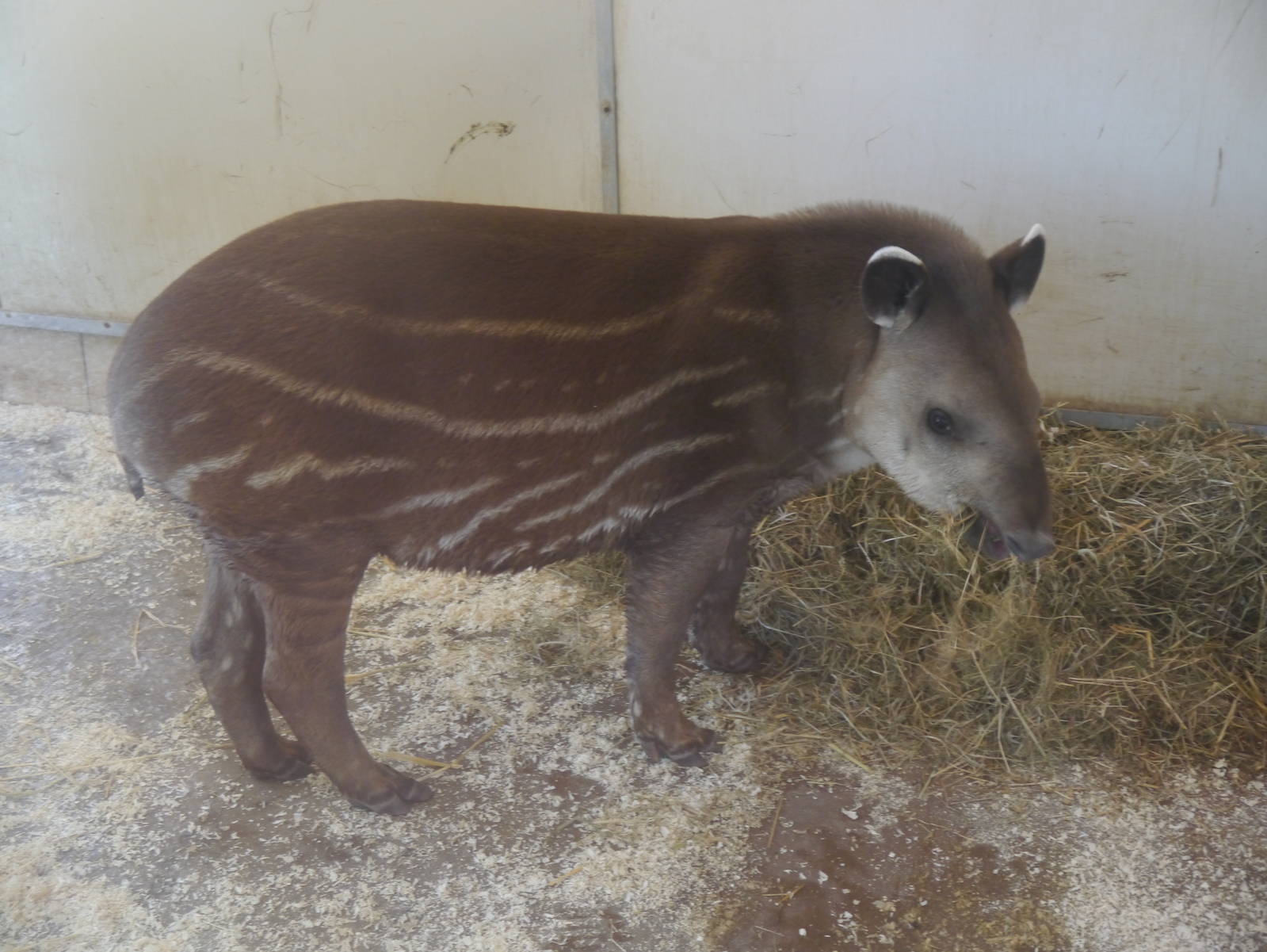 Bonita the Brazilian Tapir - 30/6/13