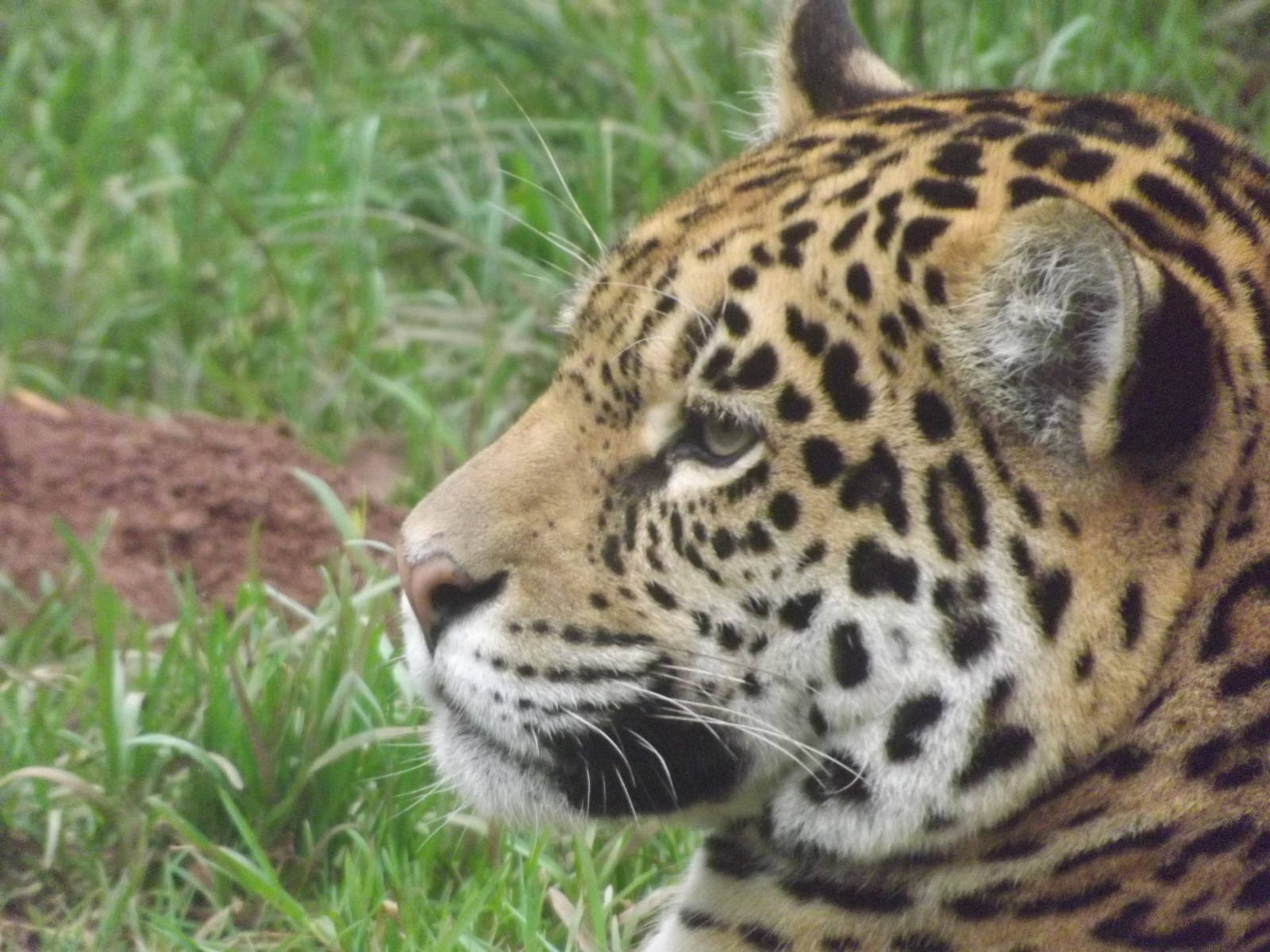 Bonita the Jaguar at South Lakes WAP 26/11/11