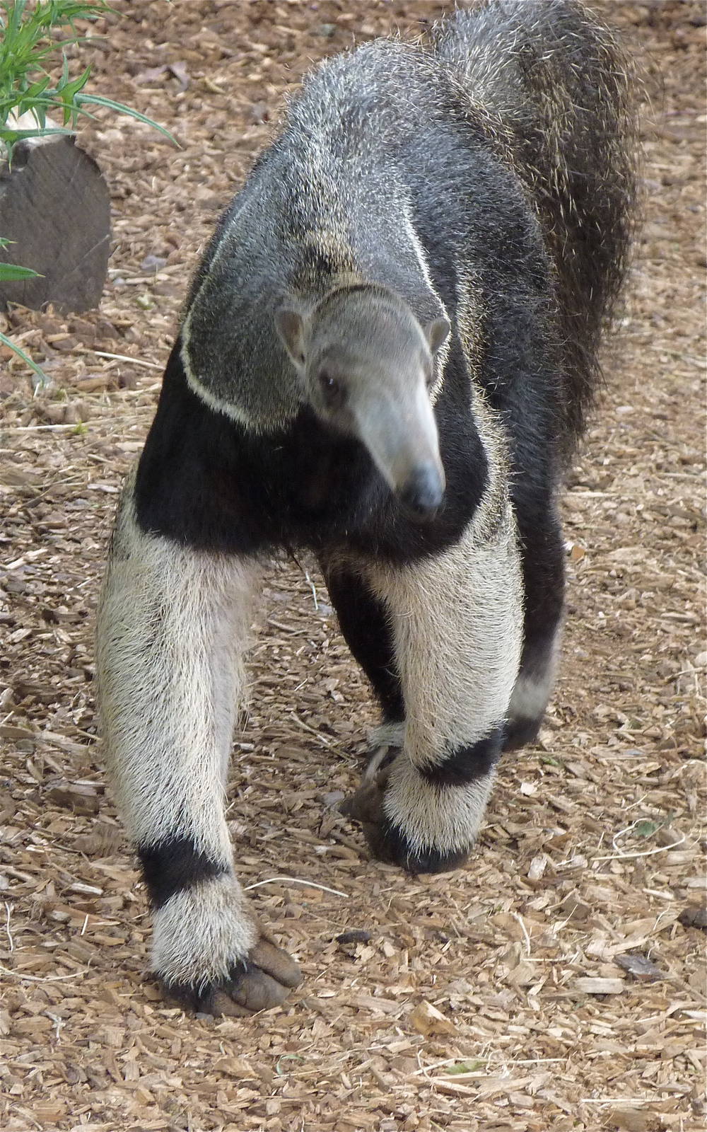 Bonito the Giant Anteater