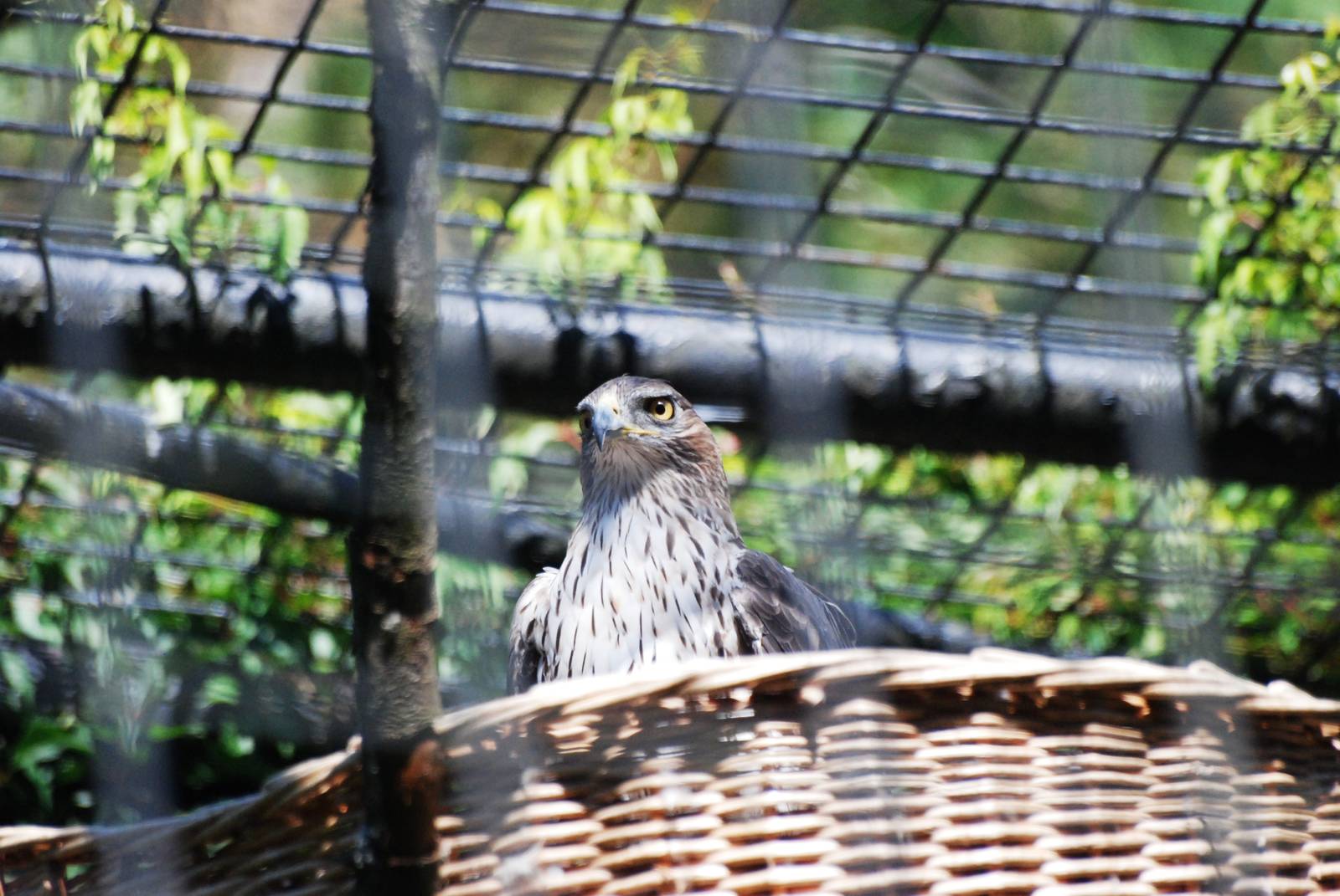 Bonnelli's Eagle at Liberec, 28/08/12