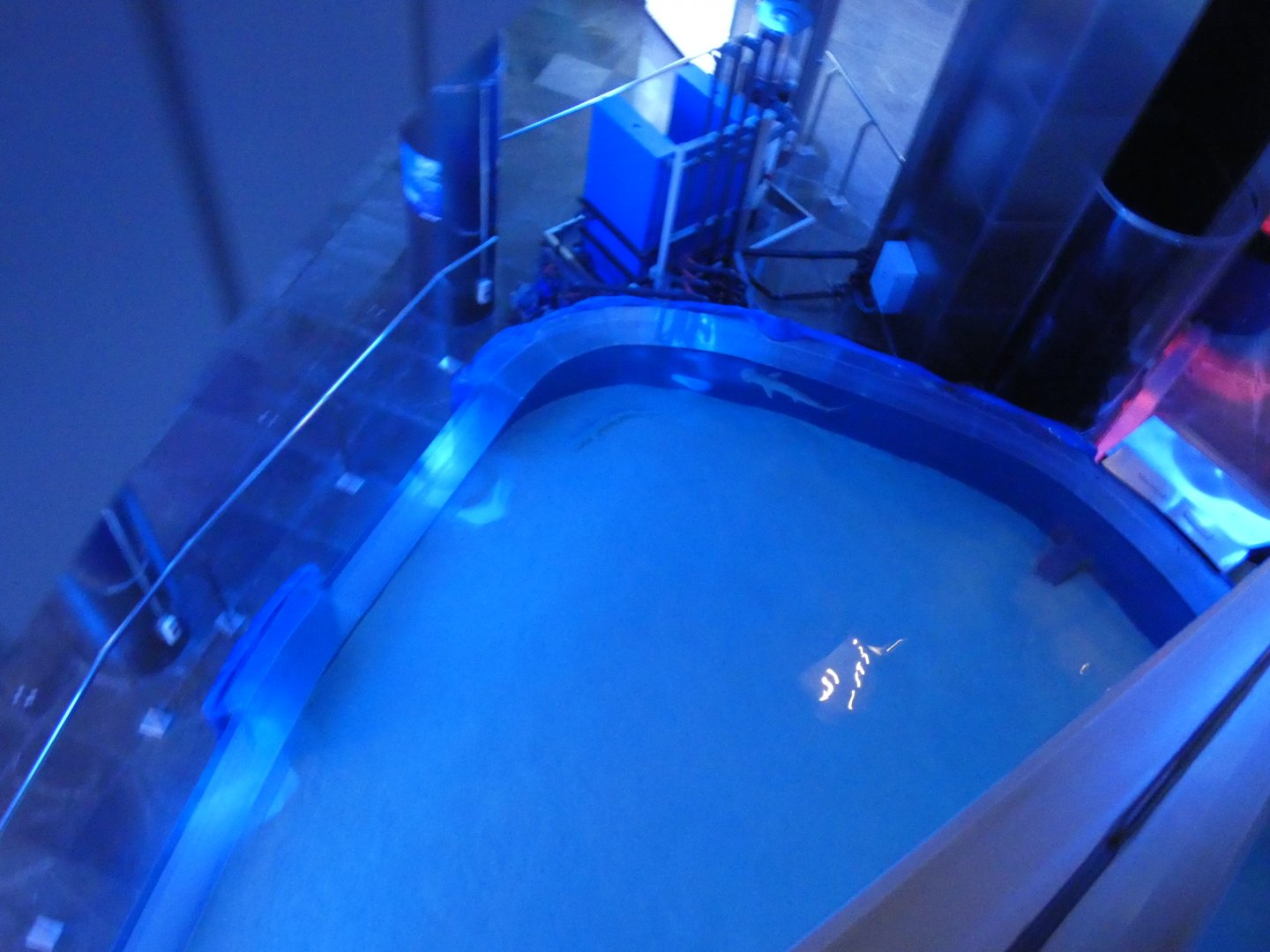 Bonnet-head Shark exhibit