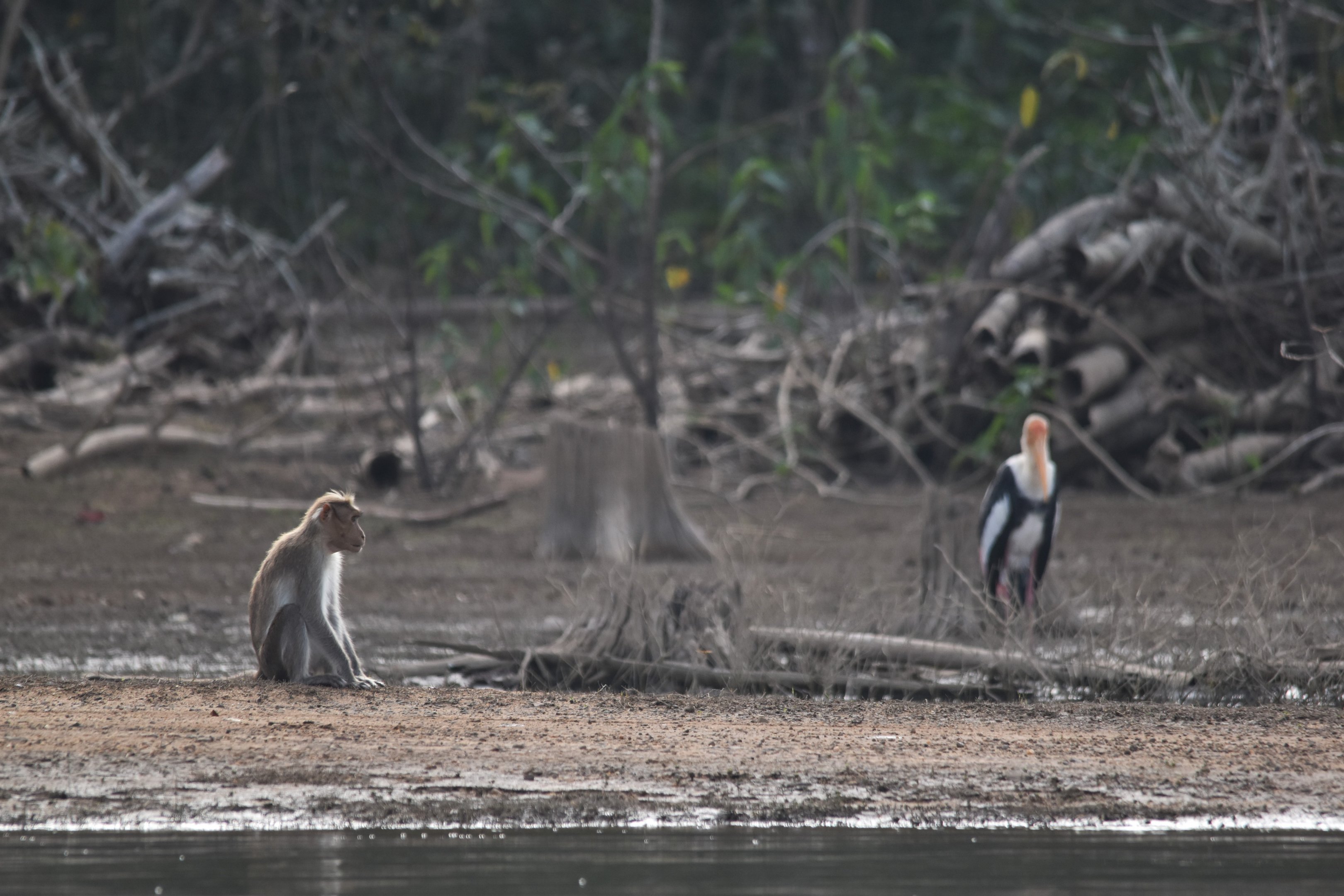 Bonnet Macaque and Painted Stork, Kabini River, 21st November 2024