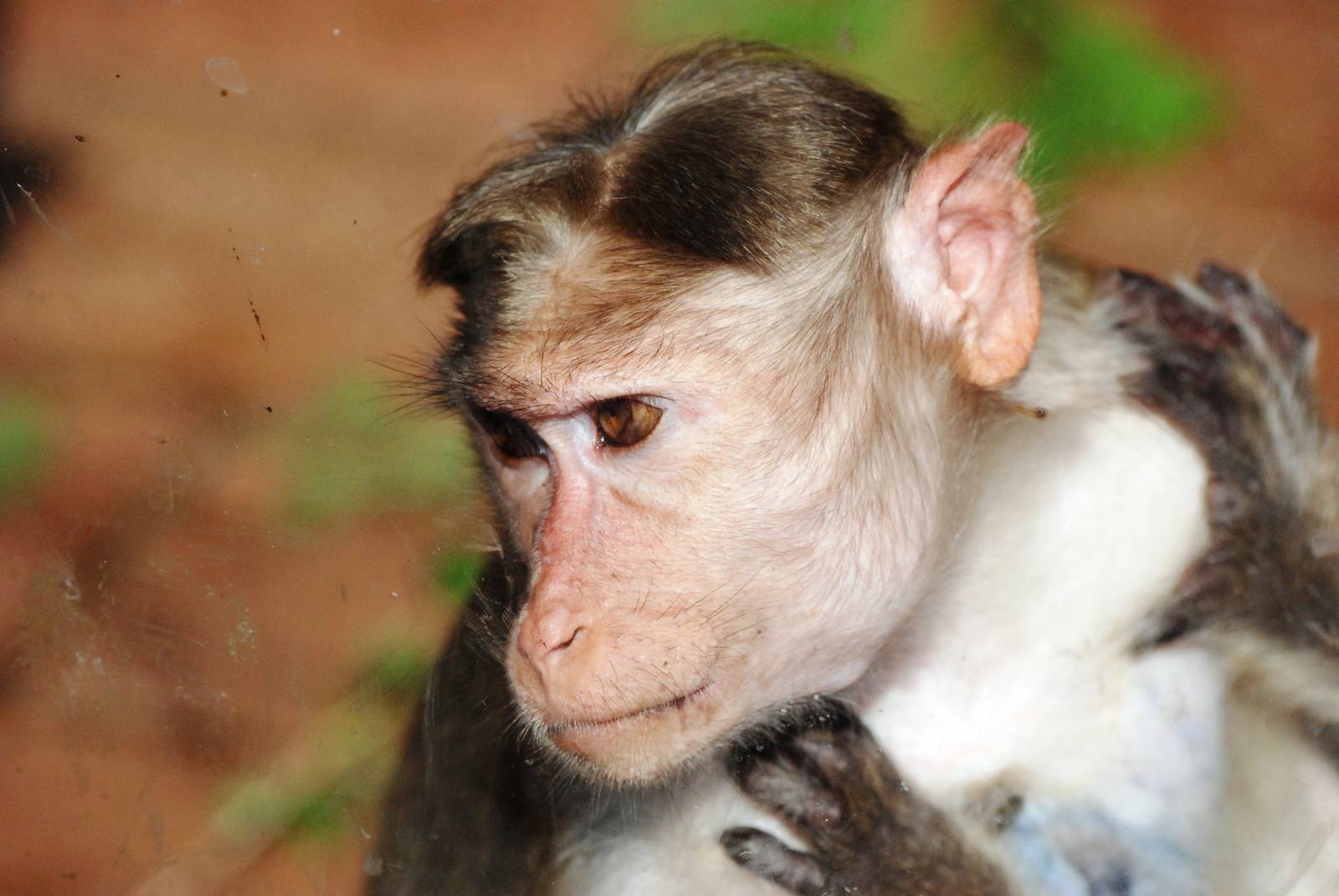 Bonnet Macaque at Usti, 29/08/12