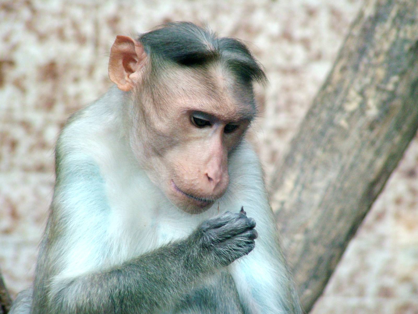 Bonnet Macaque at Usti, 29/08/12