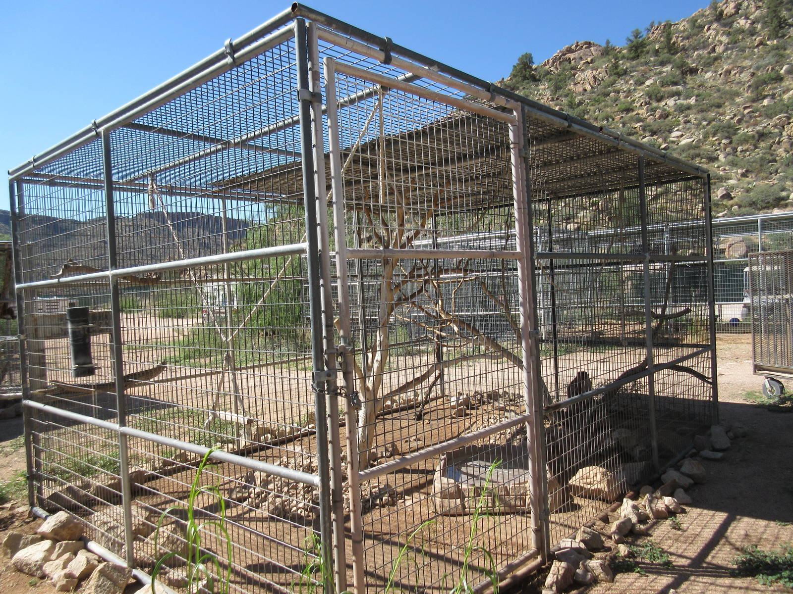 Bonnet Macaque Exhibit #1