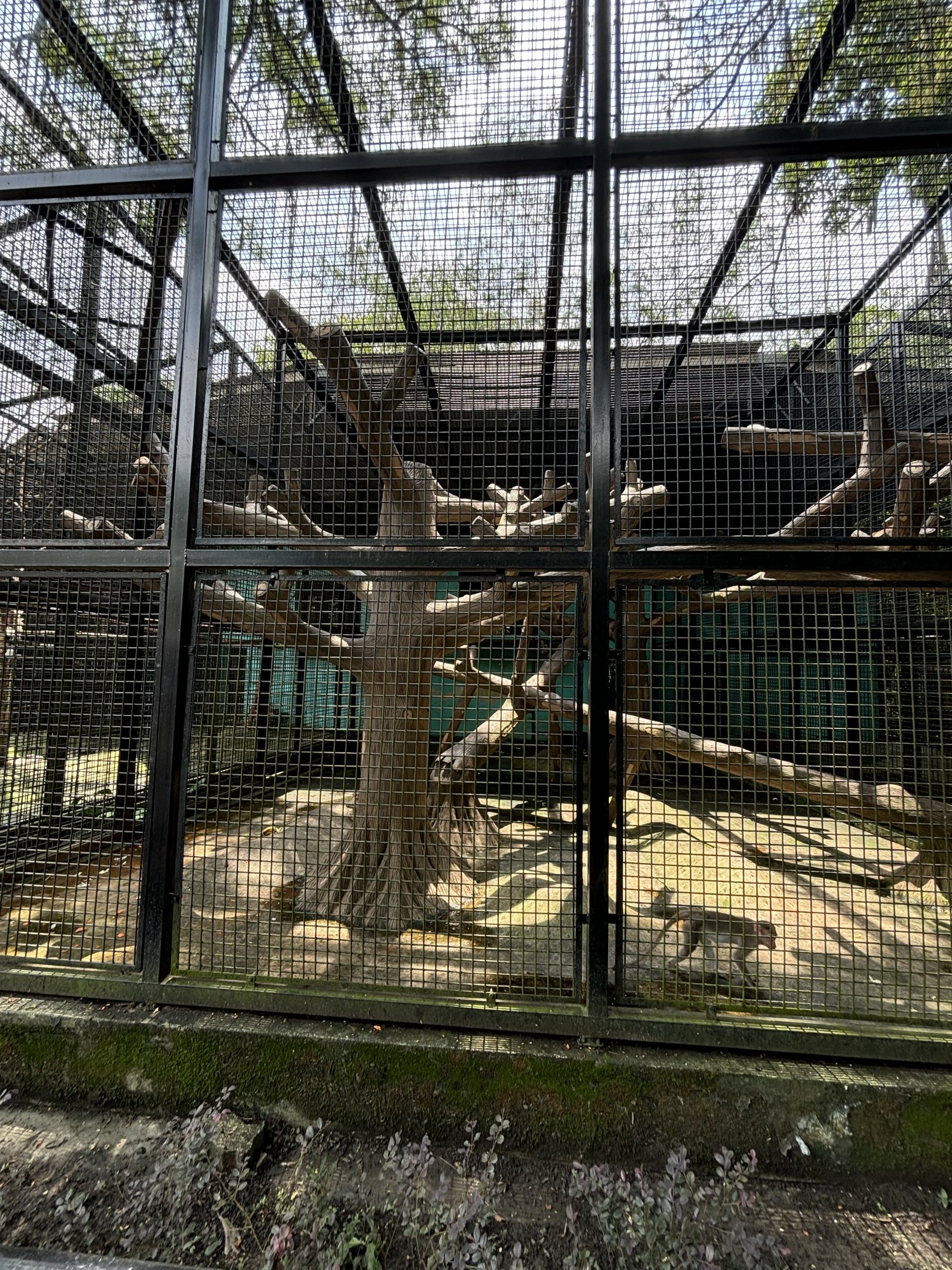 Bonnet Macaque Exhibit #1