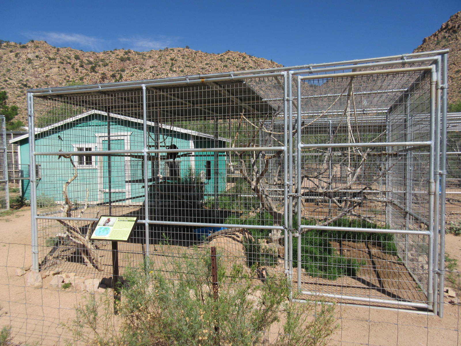 Bonnet Macaque Exhibit #2
