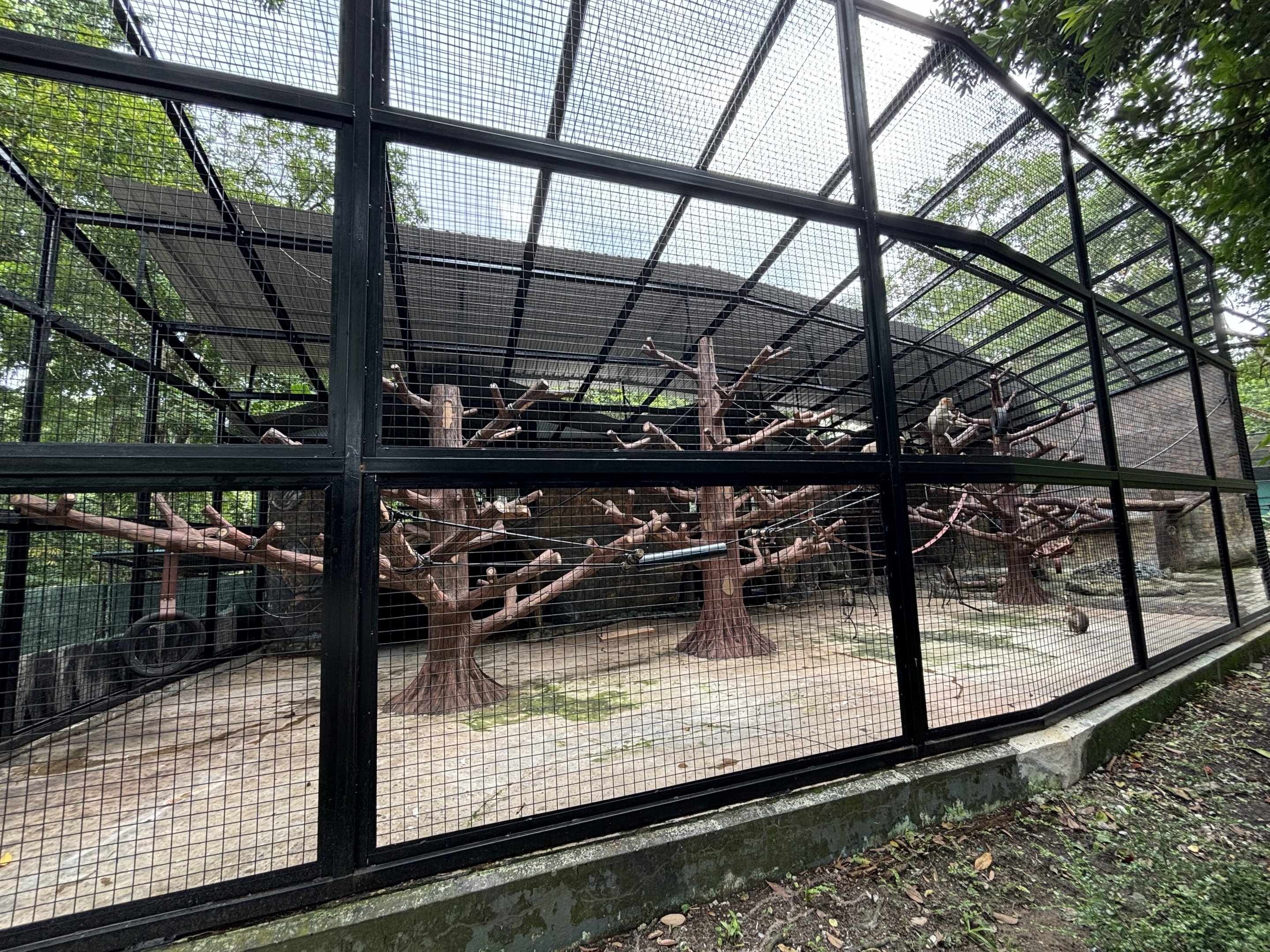 Bonnet Macaque Exhibit #2