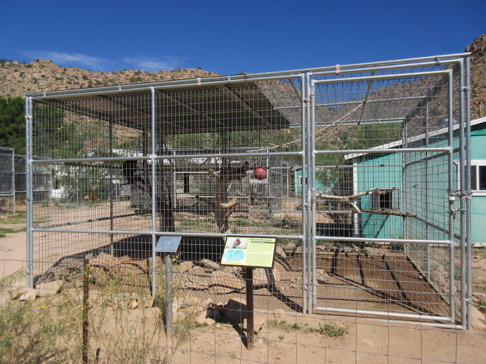 Bonnet Macaque Exhibit