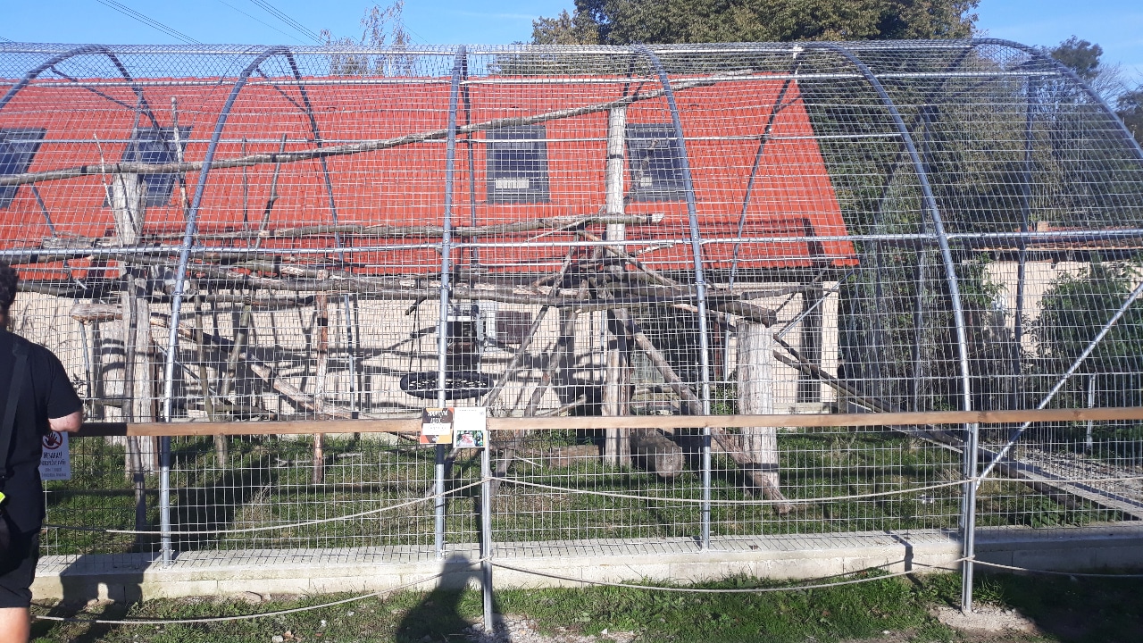 Bonnet macaque exhibit