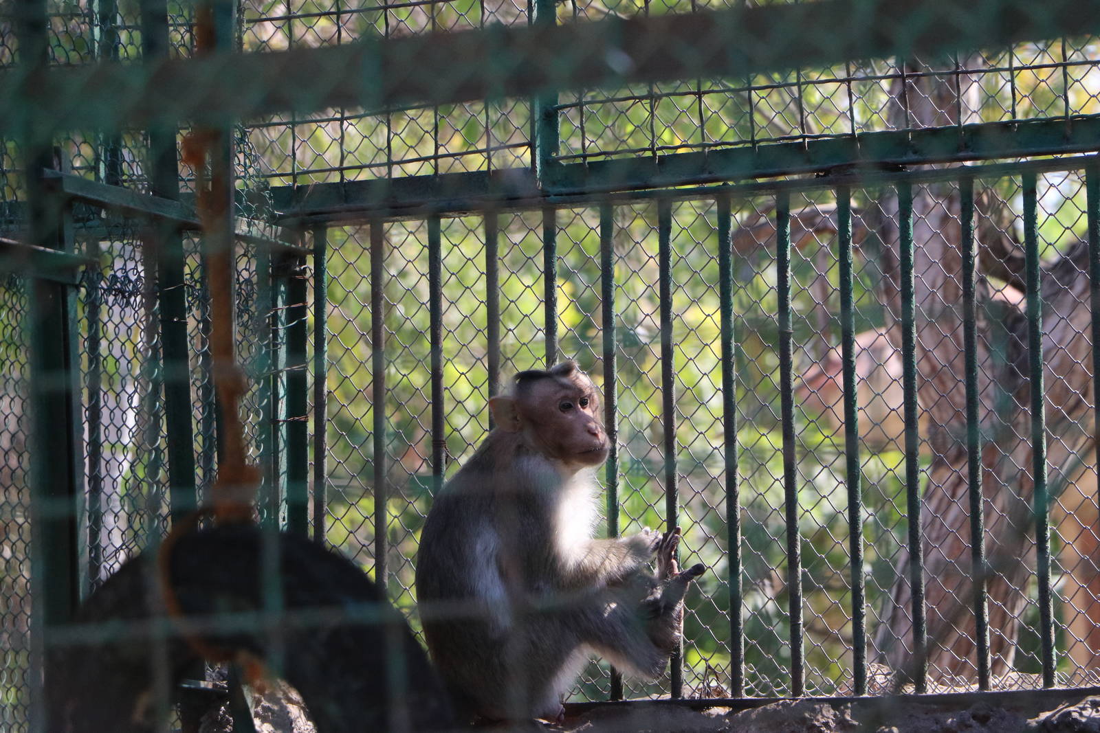 Bonnet macaque, February 2016