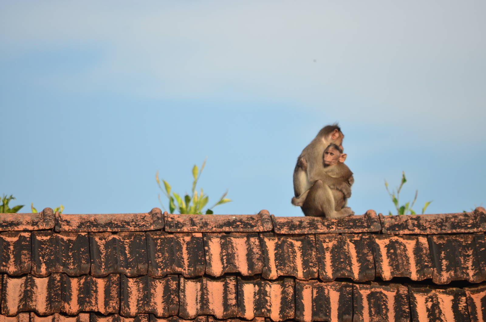 Bonnet macaque (Macaca radiata) and young