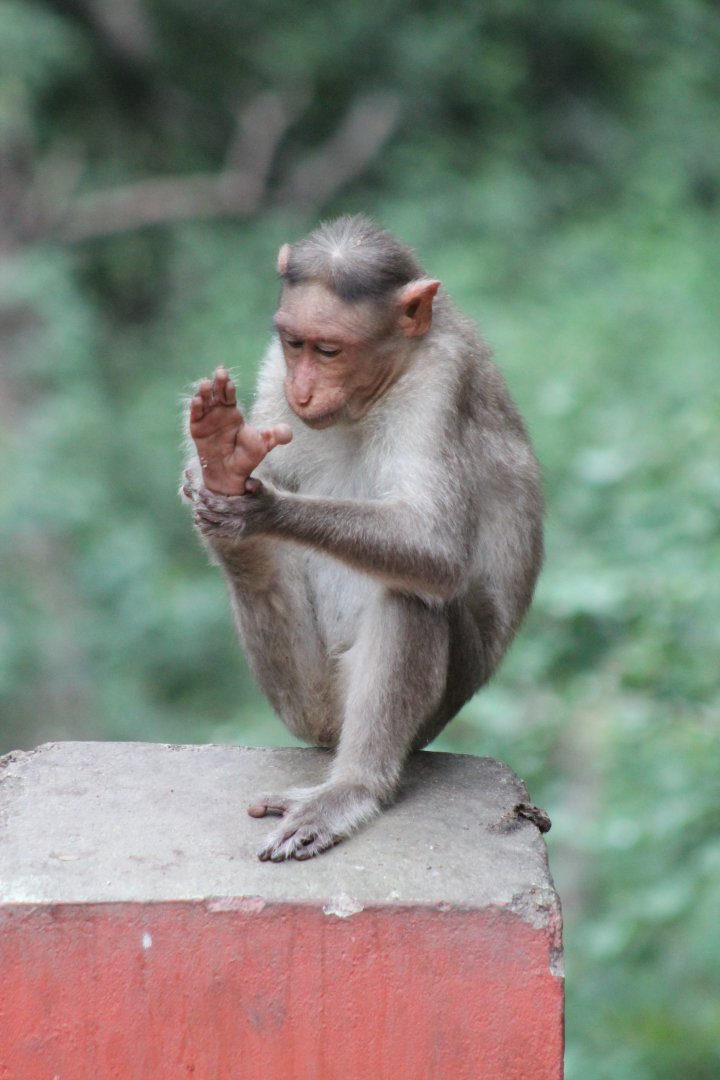 Bonnet Macaque (Macaca radiata)