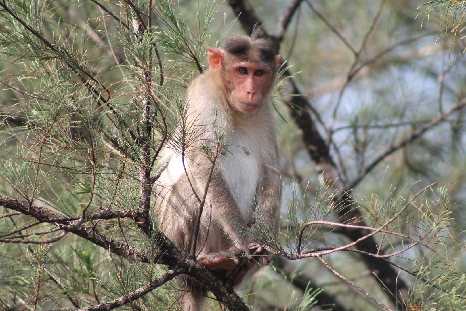 Bonnet Macaque (Macaca radiata)