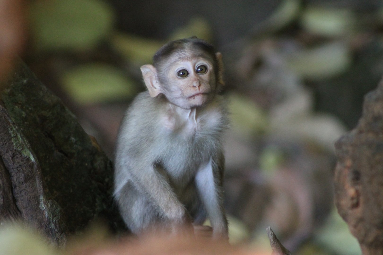 Bonnet Macaque (Macaca radiata)