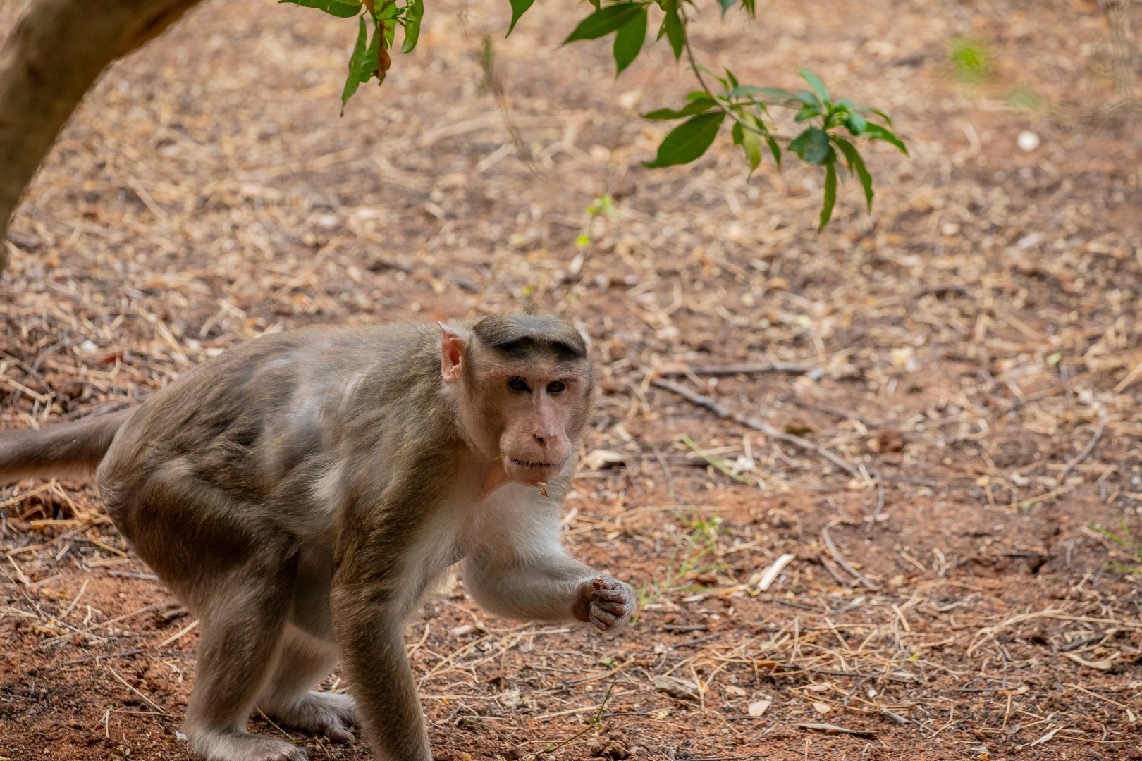 Bonnet Macaque (Macaca radiata)