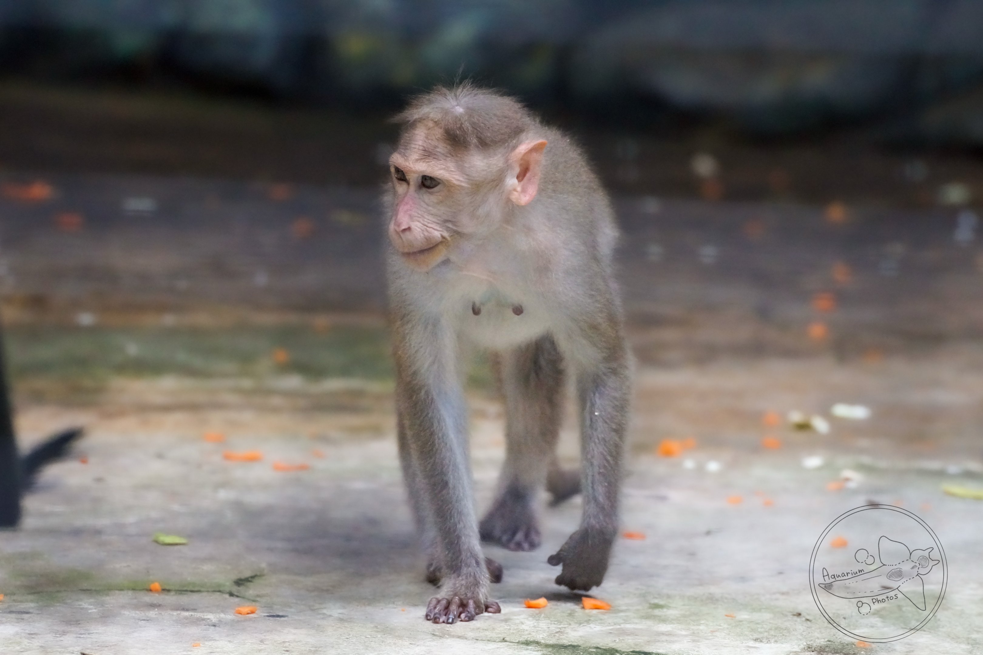 Bonnet Macaque (Macaca radiata)
