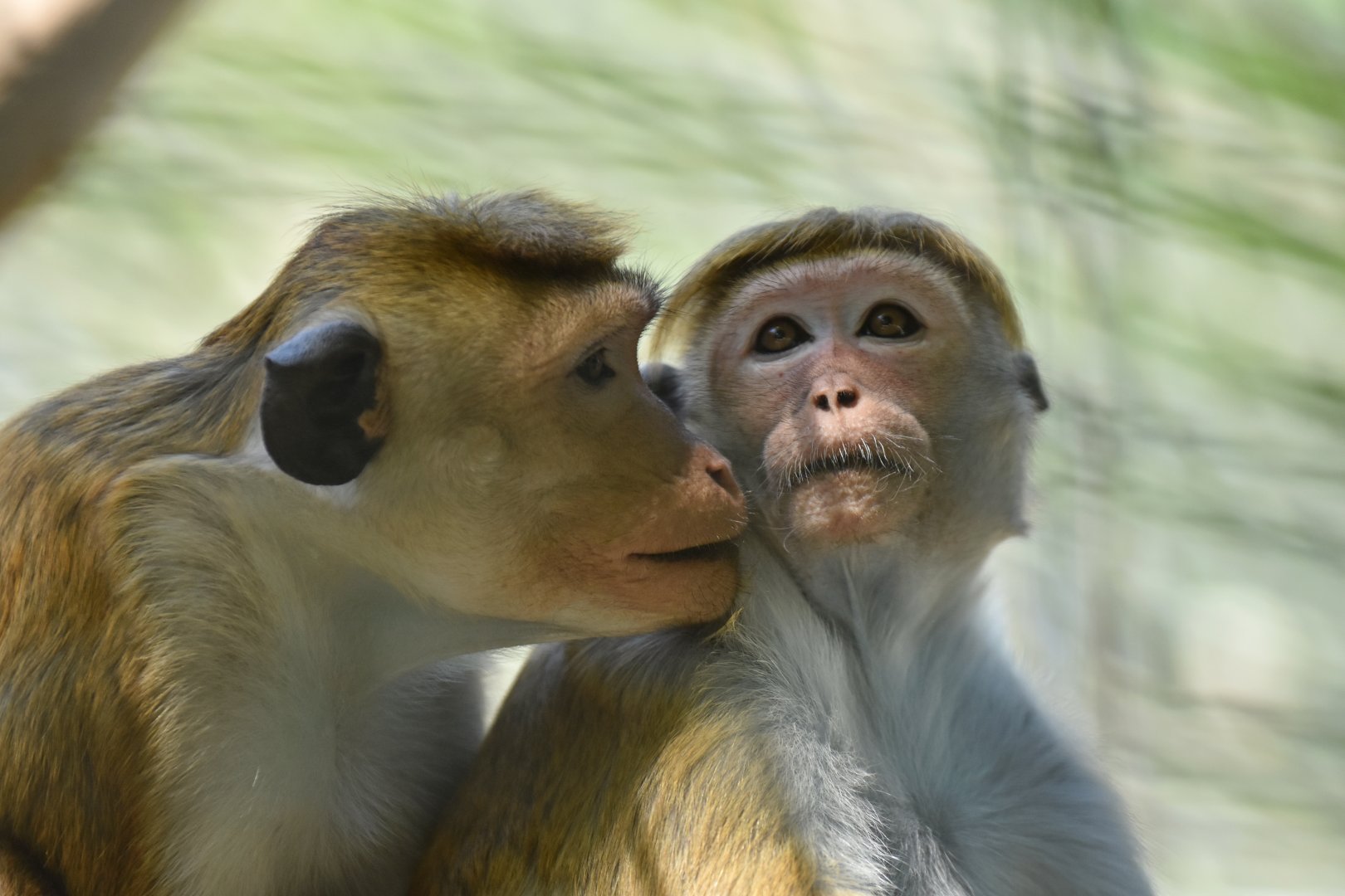 Bonnet macaque (Macaca sinica)