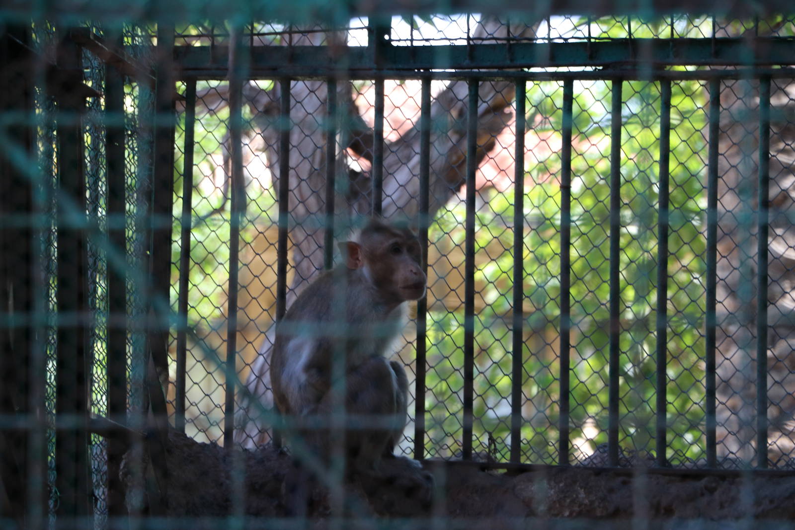 Bonnet macaque, October 2015