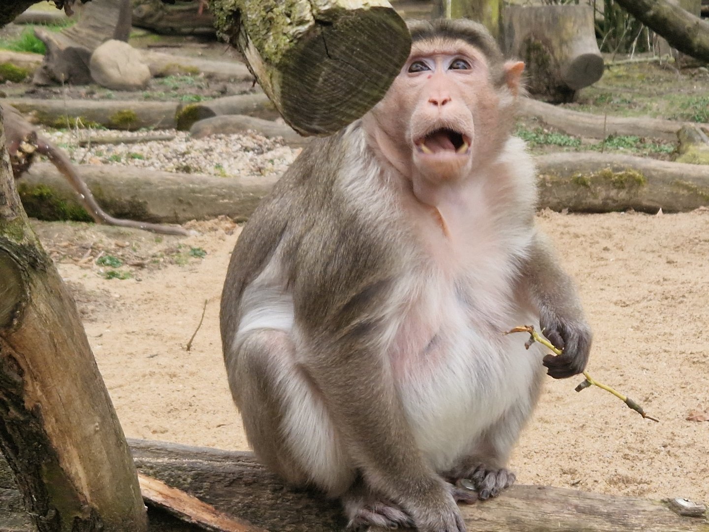 Bonnet Macaque, Tierpark Eilenburg