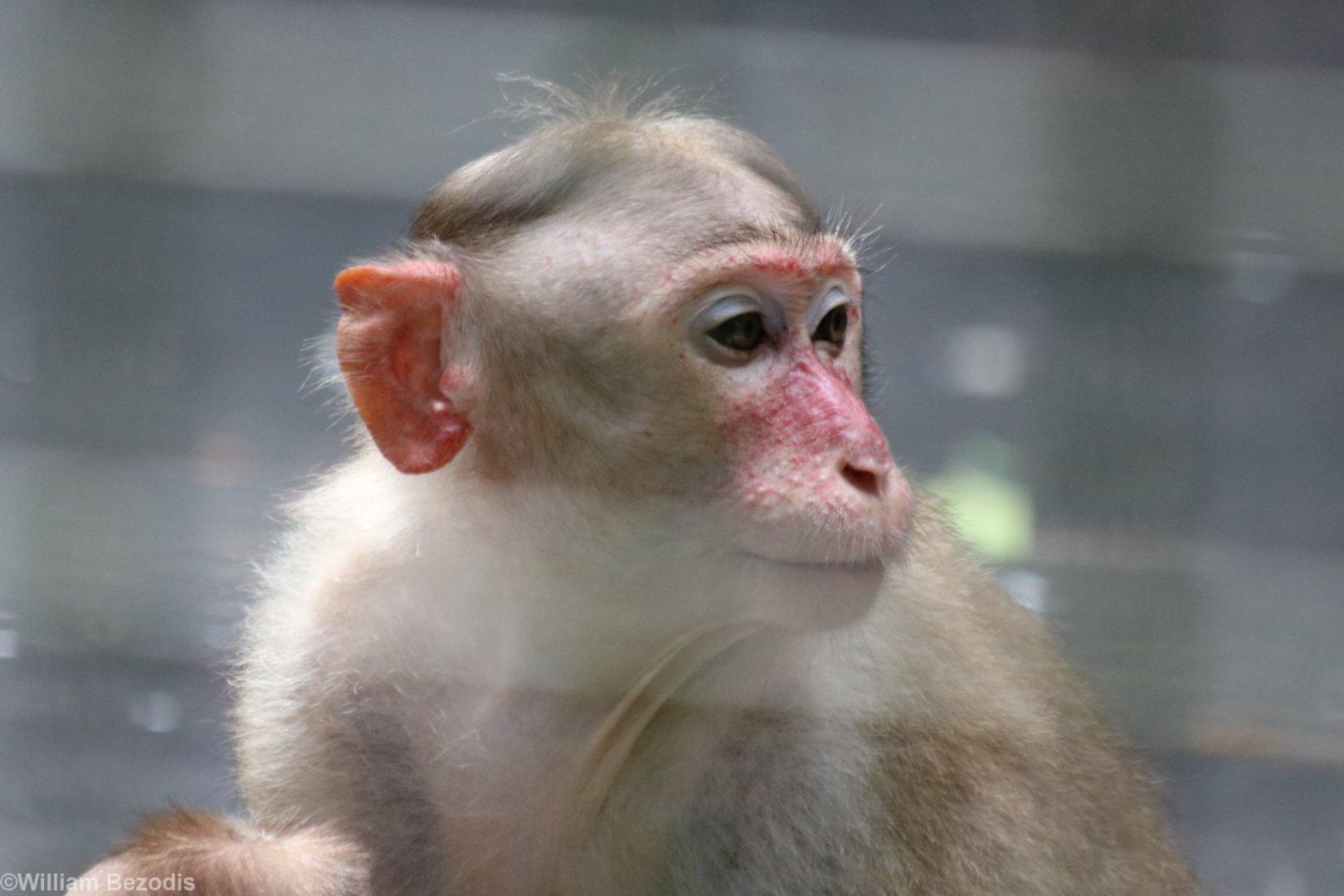 Bonnet Macaque