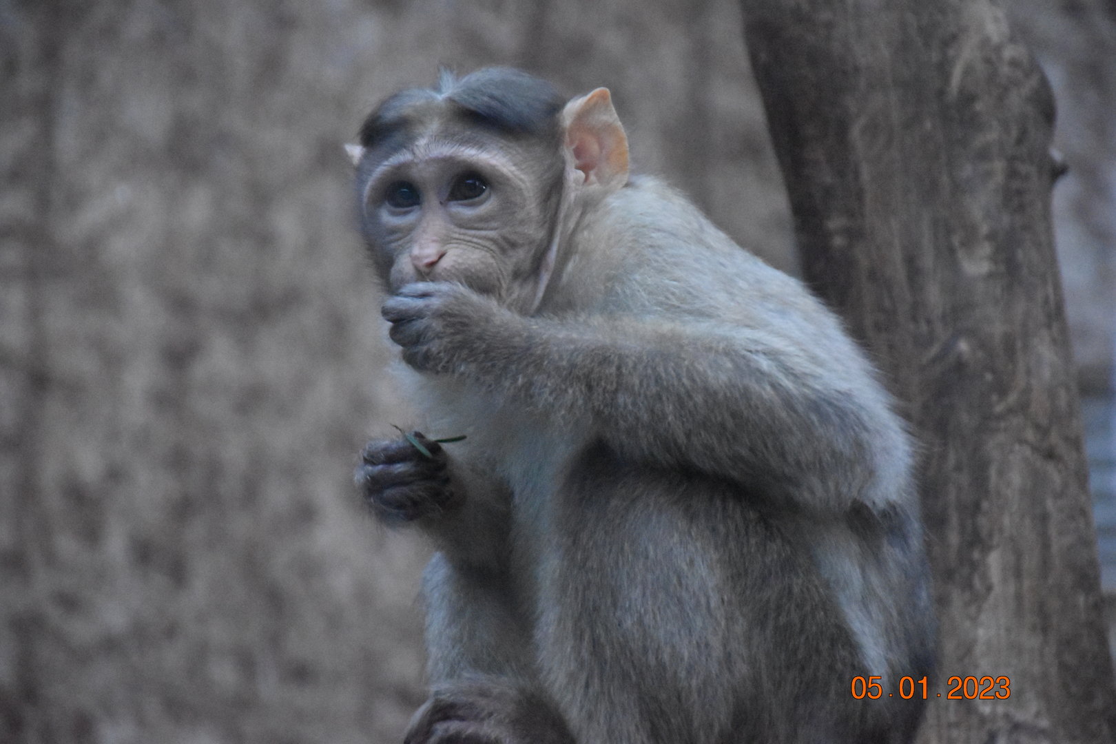 Bonnet macaque