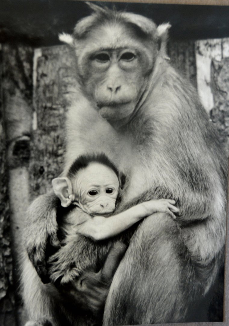 Bonnet macaques  Mugga Lane zoo