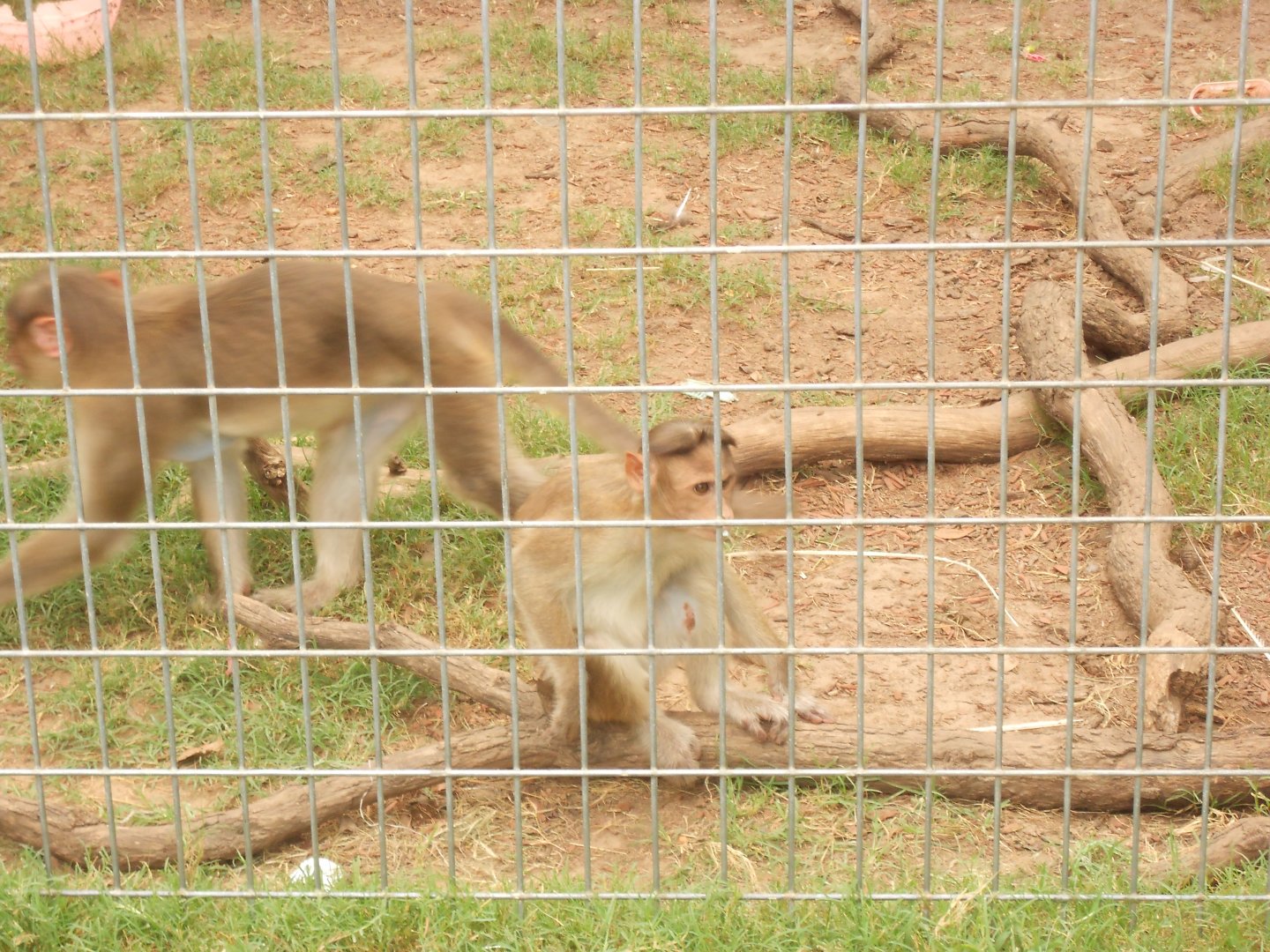 Bonnet macaques