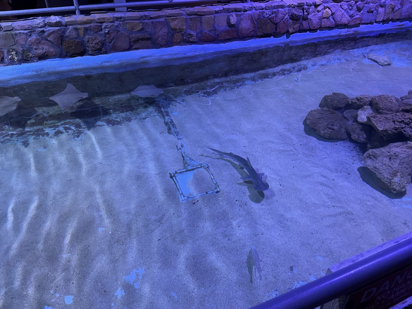 Bonnethead shark (1/2/24)