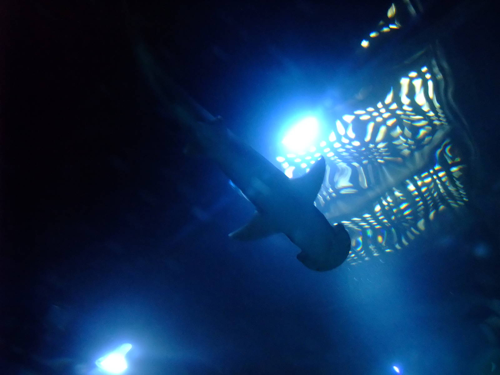 Bonnethead Shark at SLC London, 17/11/11