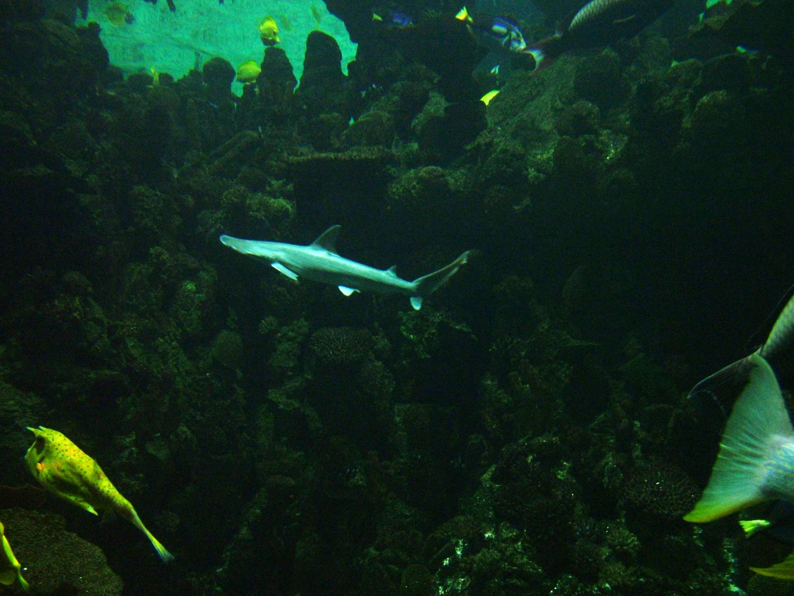 Bonnethead Shark at The Deep, 08/12/07