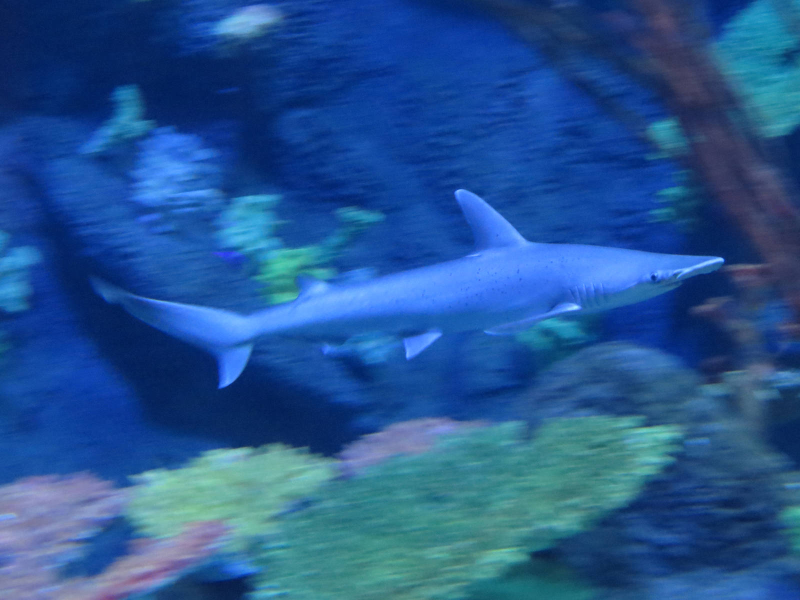Bonnethead shark, June 2015.