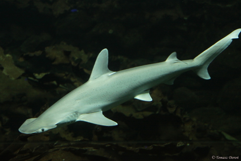 Bonnethead shark (Sphyrna tiburo)