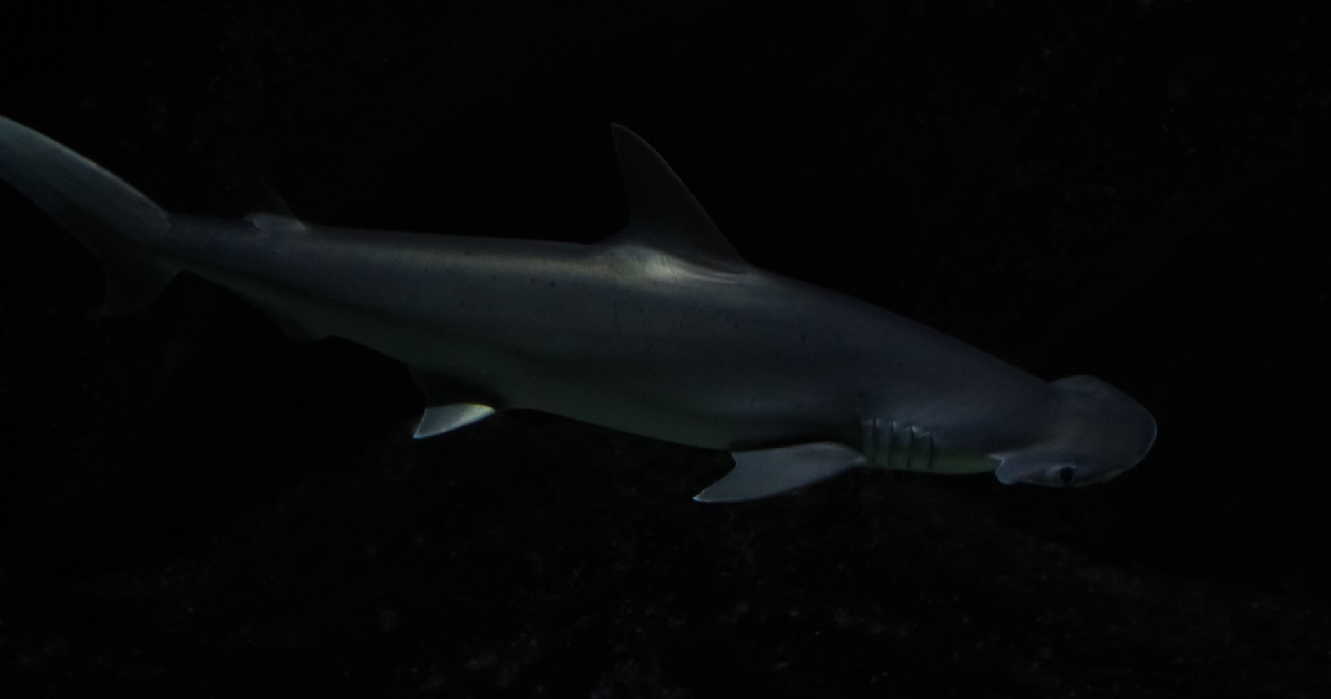 Bonnethead Shark (Sphyrna tiburo)