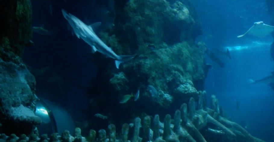 Bonnethead Shark (Sphyrna tiburo)