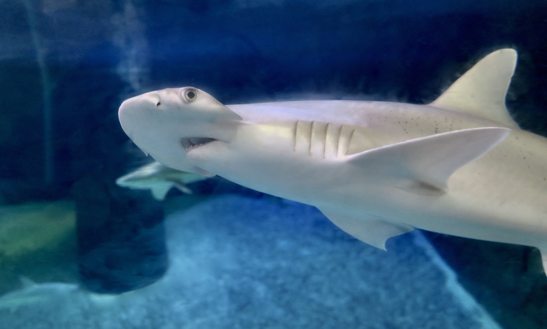 Bonnethead Shark (Sphyrna tiburo)