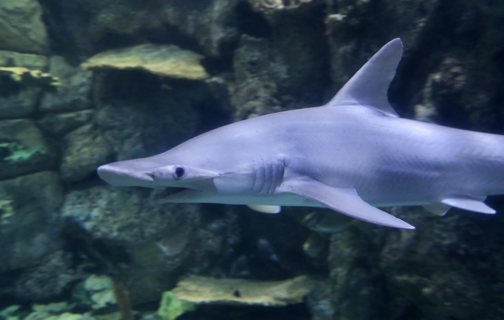 Bonnethead Shark (Sphyrna tiburo)