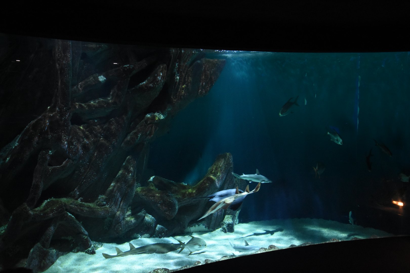 Bonnethead shark tank