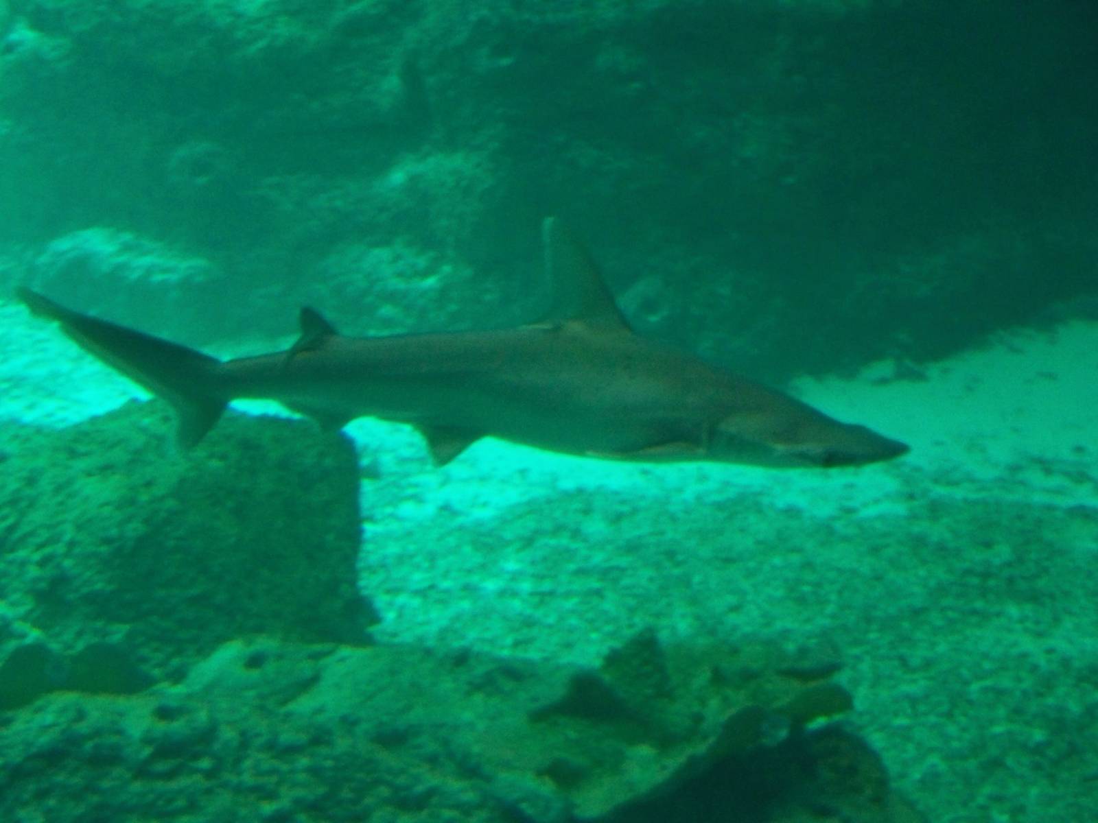 Bonnethead Shark