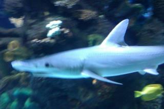 Bonnethead Shark