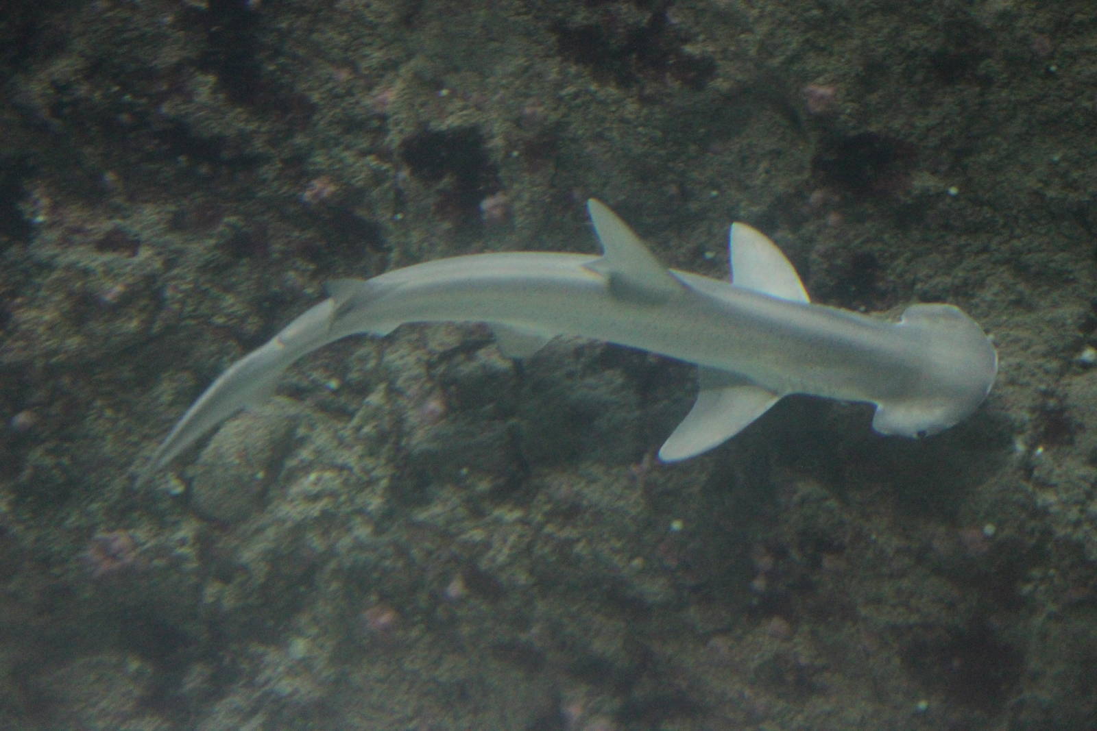 Bonnethead shark