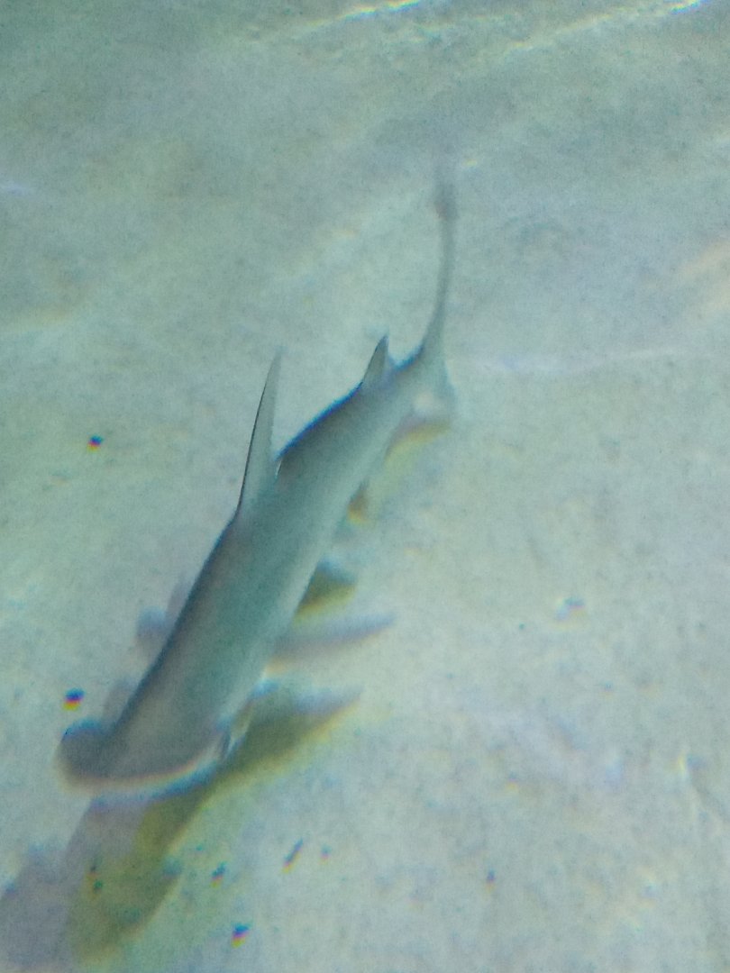 Bonnethead shark