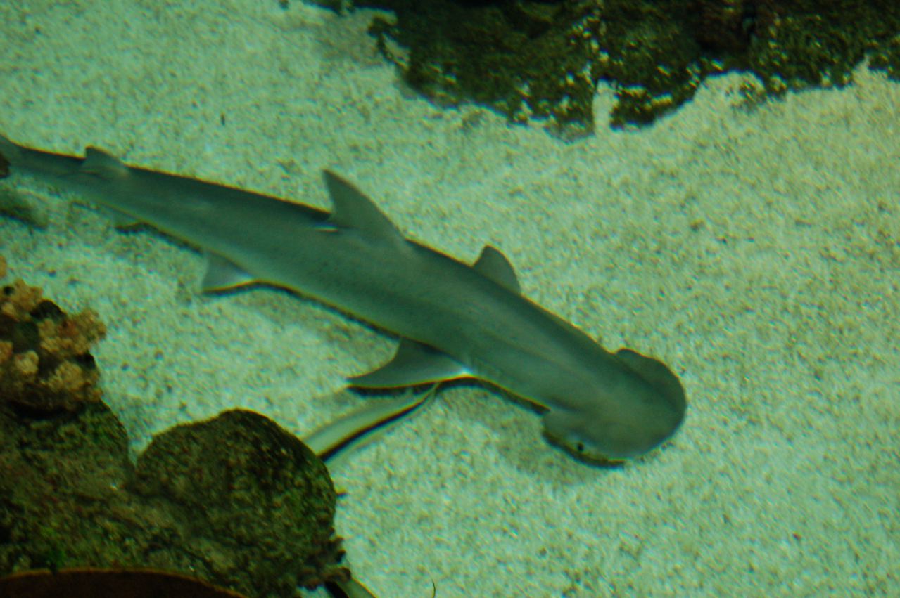 Bonnethead shark