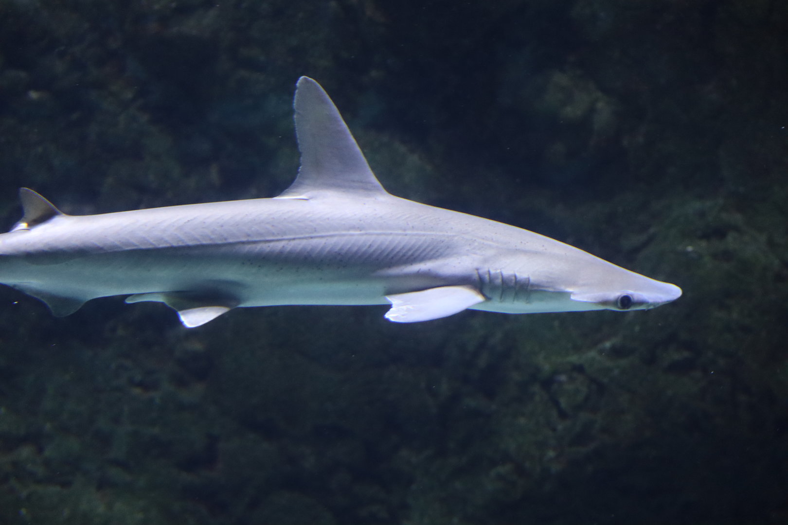 Bonnethead Shark